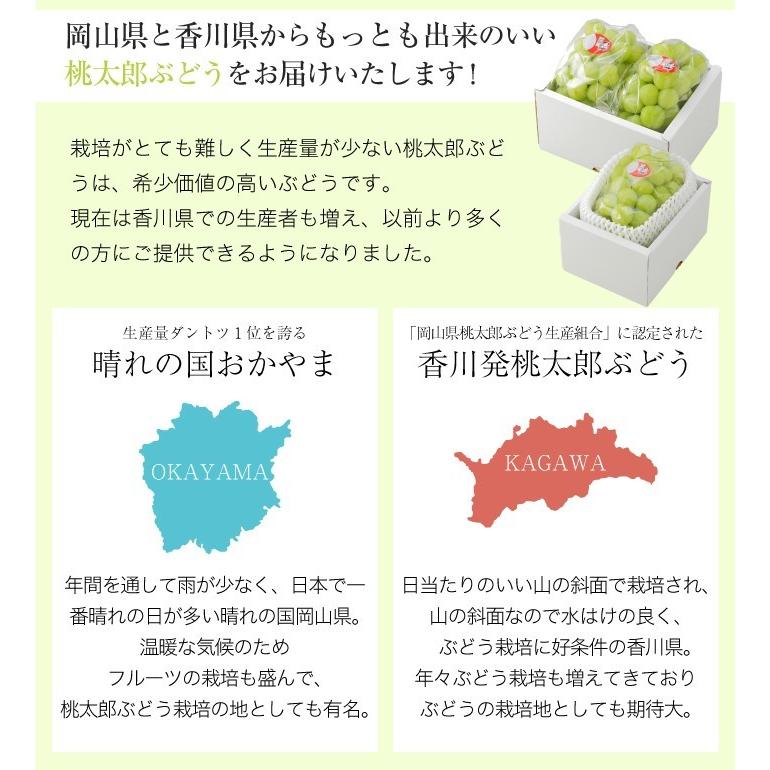 ぶどう 桃太郎ぶどう 青秀 400g×2房 岡山県産 香川県産 桃太郎ぶどう生産組合 夏ギフト 葡萄 ブドウ|hachiya-fruits|05