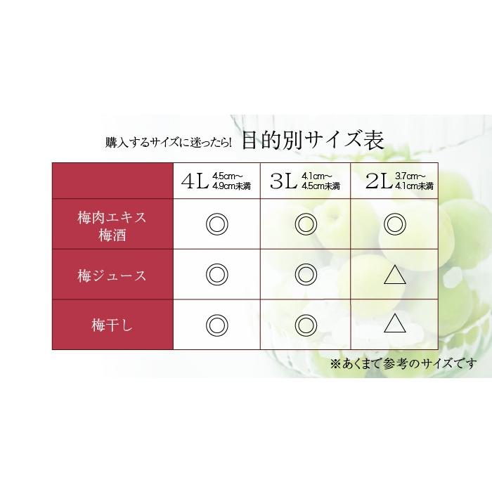 梅 紀州 南高梅 和歌山県産 秀品 4Lサイズ 10kg うめ 生梅｜hachiya-fruits｜07