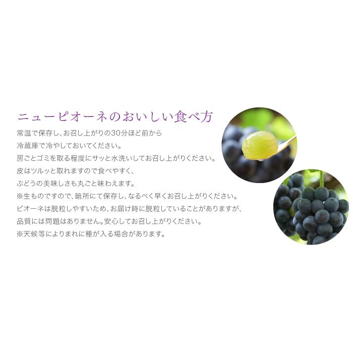 ぶどう ニューピオーネ 風のいたずら ちょっと訳あり 3〜6房 1.5kg 岡山県産 ＪＡおかやま 葡萄 ブドウ お中元 父の日｜hachiya-fruits｜07
