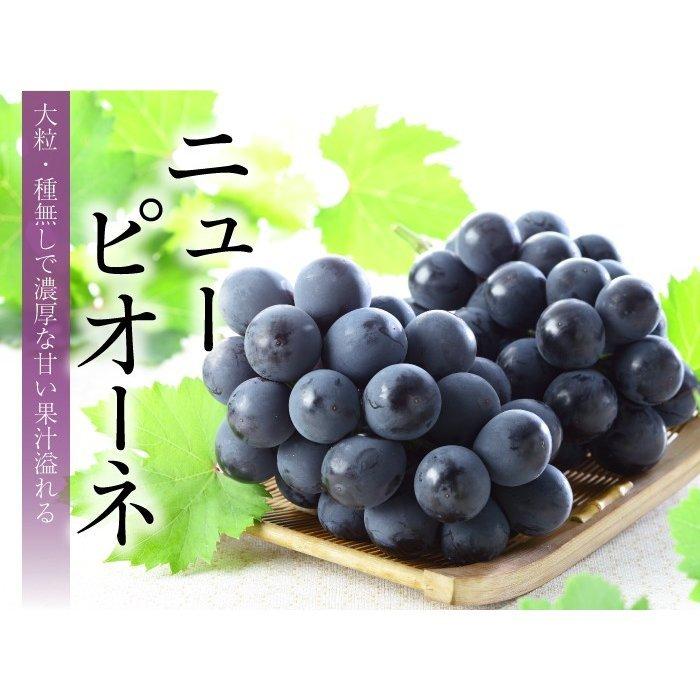 ぶどう ニューピオーネ 優品 3〜6房 1.5kg 岡山県産 JA