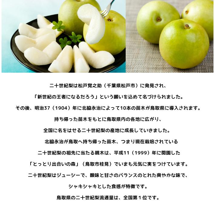 梨 20世紀梨 ちょっと訳あり 大きさお任せ 約5kg 鳥取県産 ｊａ鳥取中央 なし ナシ Nsn12 はちやフルーツ 通販 Yahoo ショッピング
