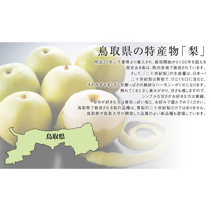 お歳暮 梨 20世紀梨 青秀 7〜20玉 5kg 鳥取県産 なし ナシ : はちや