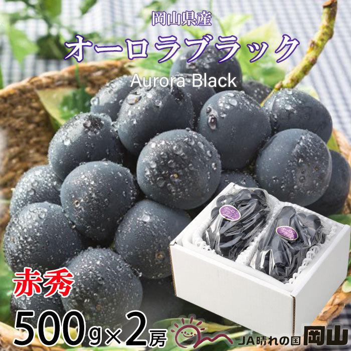 ぶどう オーロラブラック 赤秀 大粒 500g×2房 岡山県産 ＪＡおかやま 夏ギフト 葡萄 ブドウ｜hachiya-fruits