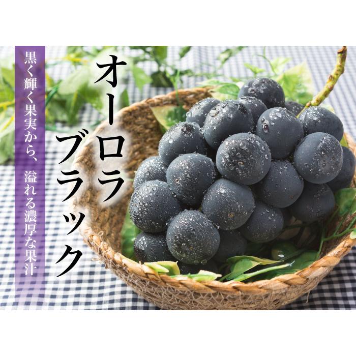 ぶどう オーロラブラック 青秀 大粒 600g×2房 岡山県産 ＪＡおかやま 夏ギフト 葡萄 ブドウ｜hachiya-fruits｜02