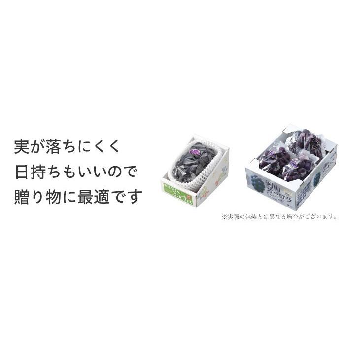 23【岡山県産】オーロラブラック約2キロ(6〜5房) 楽天市場】【クール便発送】オーロラブラック 青秀 岡山産 2kg