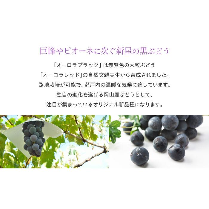 ぶどう オーロラブラック 青秀 3〜6房 2kg 岡山県産 ＪＡおかやま 夏ギフト 葡萄 ブドウ｜hachiya-fruits｜03