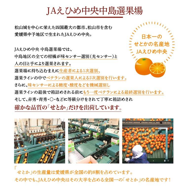 愛媛産せとかみかん秀Lサイズ5kg✖️２箱セット！ みかん せとか 青秀 2L〜Lサイズ 5kg 愛媛県 中島産 ミカン 蜜柑