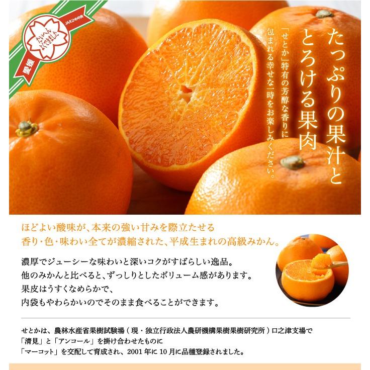 みかん せとか 〇等級 2L〜Lサイズ 5kg 愛媛県 中島産 ミカン 蜜柑 ギフト 贈り物｜hachiya-fruits｜03