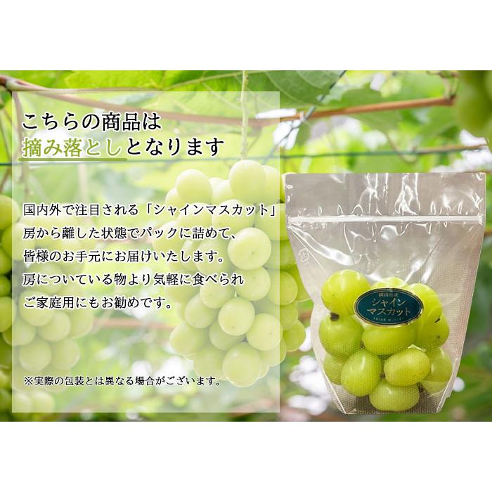 ぶどう シャインマスカット 摘み落とし 風のいたずら ちょっと訳 ぶどう シャインマスカット 摘み落とし 風のいたずら ちょっと訳