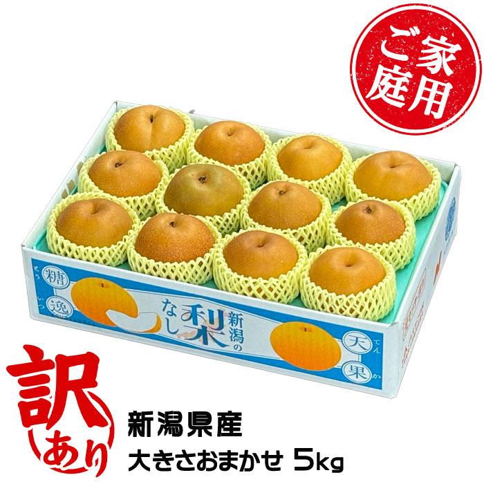 梨 新王 しんおう ちょっと訳あり 大きさおまかせ 5kg 新潟県産 なし