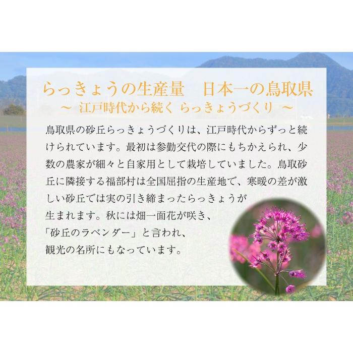 鳥取 福部産らっきょう ふくべ 砂丘 10kg らっきょ 辣韮 Amazon.co.jp