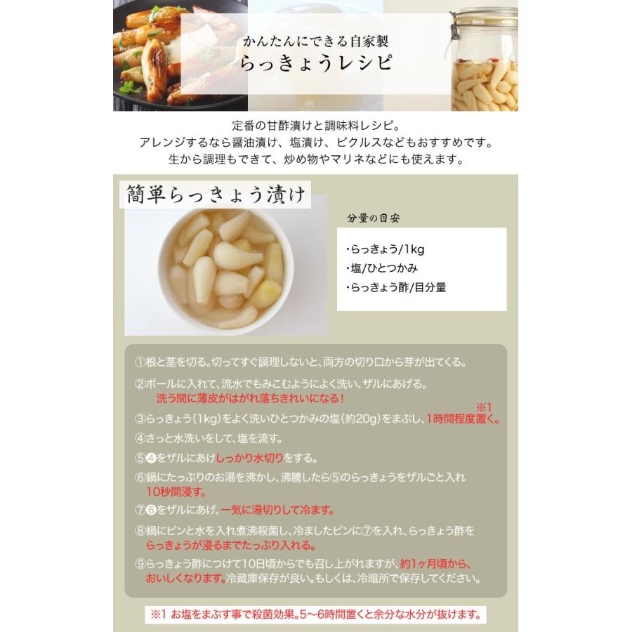 鳥取県産　砂丘らっきょう　訳あり10kg 根付き 砂丘らっきょう ちょっと訳あり 大きさおまかせ 10kg