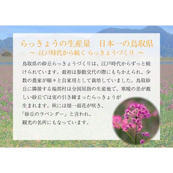 洗い 砂丘らっきょう 秀品 L.M.Sサイズ 大きさおまかせ 2kg 鳥取県産 ＪＡ鳥取いなば 福部産 らっきょ  作り方 レシピ付き｜hachiya-fruits｜07