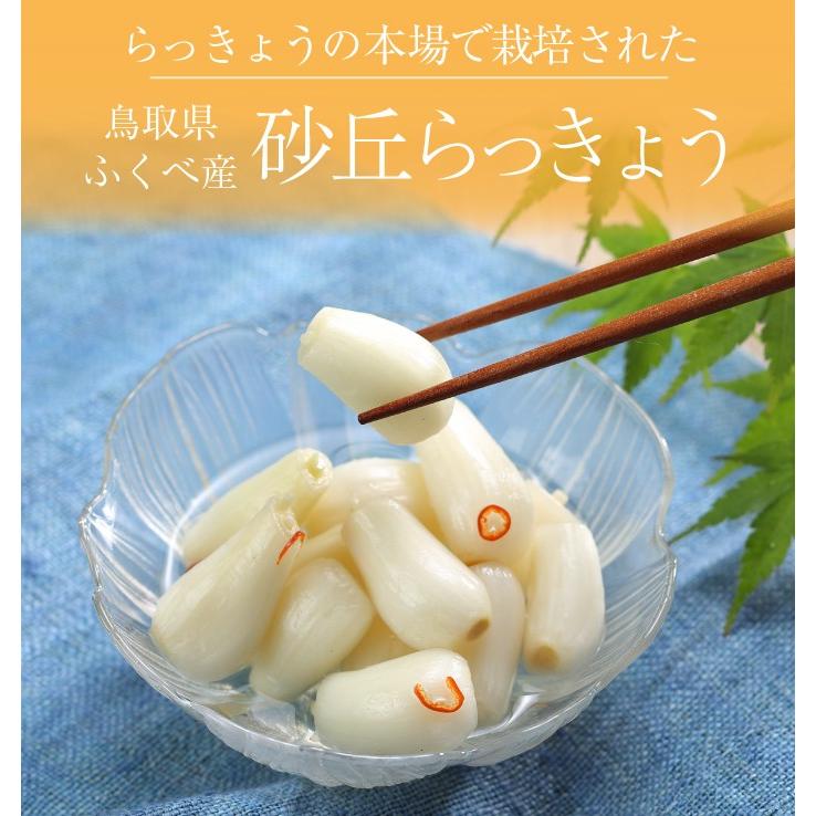 鳥取県産 農薬不使用 砂丘らっきょう〘 16日発送、17日18時以降時間指定〙 砂丘らっきょう漬け 鳥取県福部町産 ギフト向け樽箱入800g 無