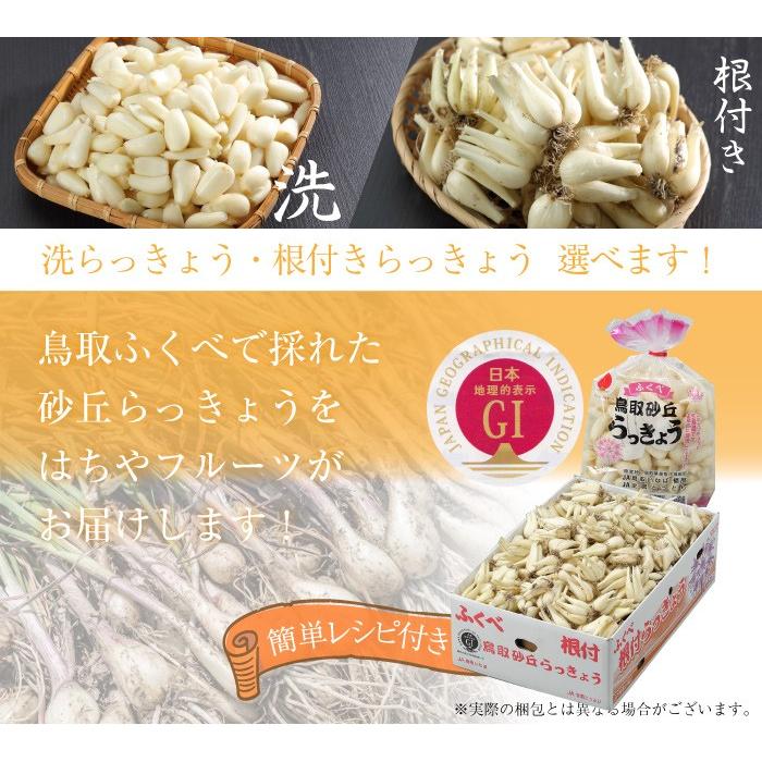 洗い 砂丘らっきょう 秀品 Lサイズ 2kg 鳥取県産 JA鳥取いなば