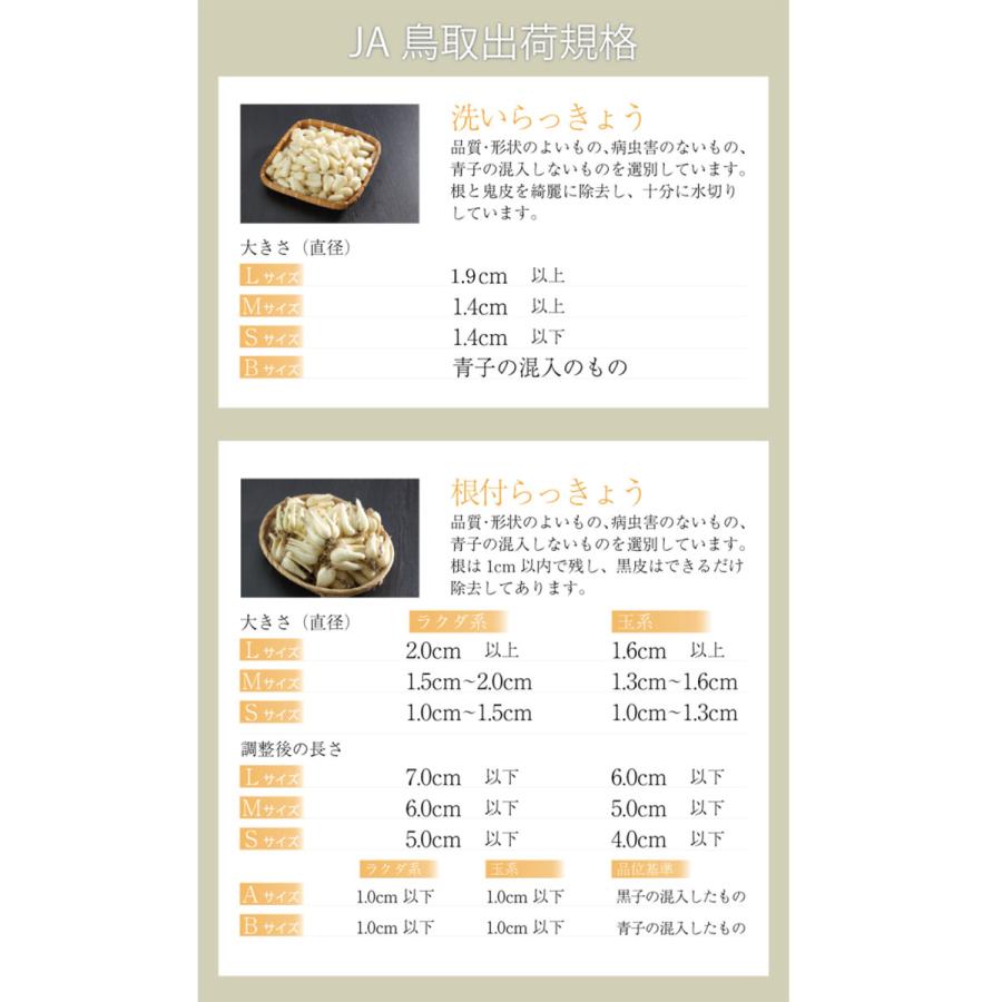 鳥取県産 農薬不使用 砂丘らっきょう らっきょう〘 7日着最終時間指定〙 洗い 砂丘らっきょう 秀品 Lサイズ 2kg 鳥取県産 JA鳥取いなば