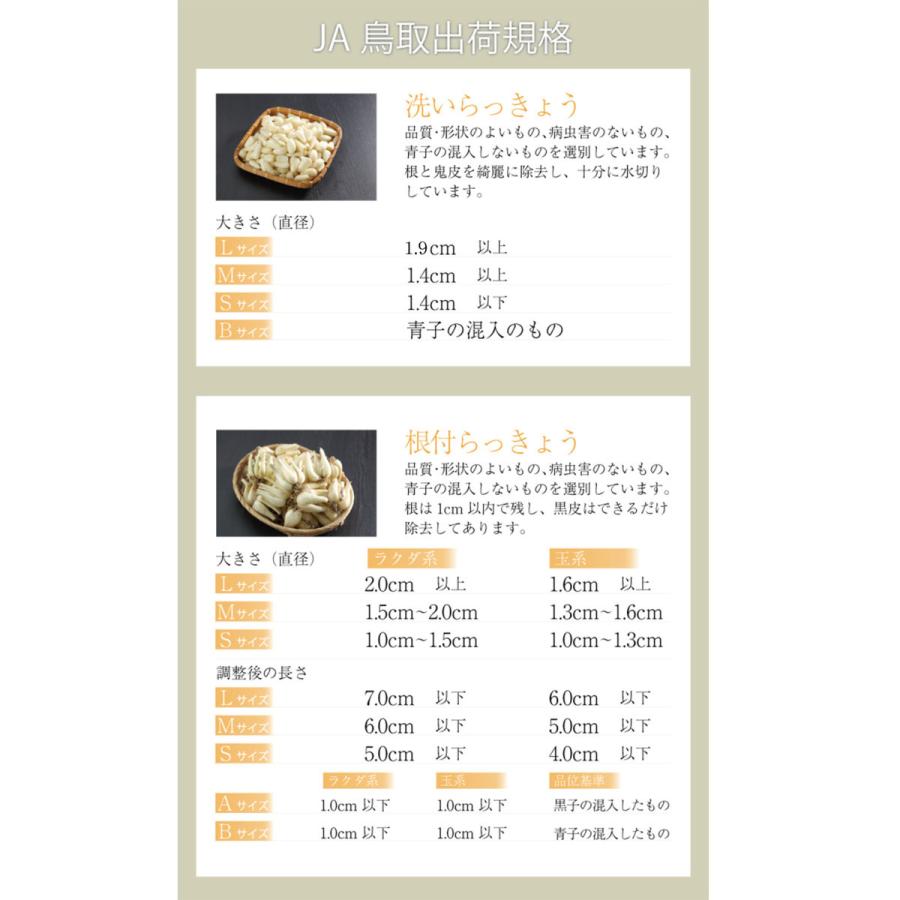 根付き 砂丘らっきょう 秀品 L〜Sサイズ 2kg  鳥取県産 ＪＡ鳥取いなば 福部産 らっきょ  作り方 レシピ付き |  | 08