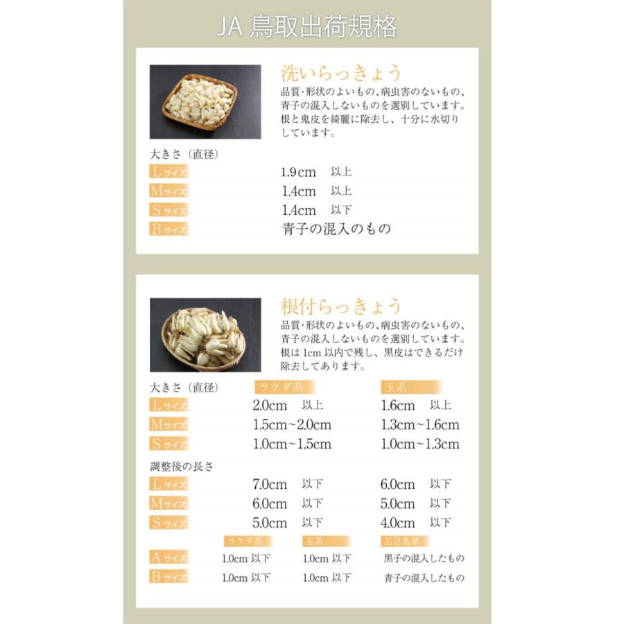 根付き 砂丘らっきょう 秀品 L〜Sサイズ 2kg  鳥取県産 ＪＡ鳥取いなば 福部産 らっきょ  作り方 レシピ付き｜hachiya-fruits｜09