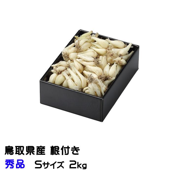 鳥取県産 農薬不使用 砂丘らっきょう 鳥取県産】根付き砂丘らっきょう サイズ不選別（SML混在）注文