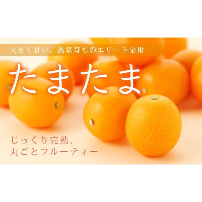 きんかん たまたま エクセレント 完熟きんかん 大粒 2l 3lサイズ 3kg 宮崎県産 送料無料 キンカン 金柑 Tama0 はちやフルーツ 通販 Yahoo ショッピング