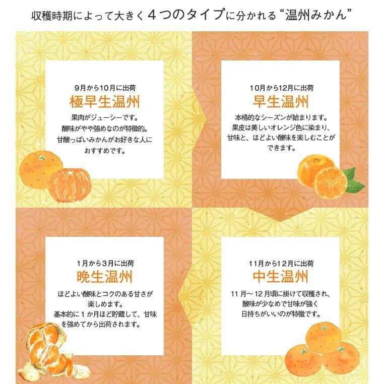 みかん 楽天市場】柑橘 『 せとか 』 13.5cmポット接木苗 苗 苗木