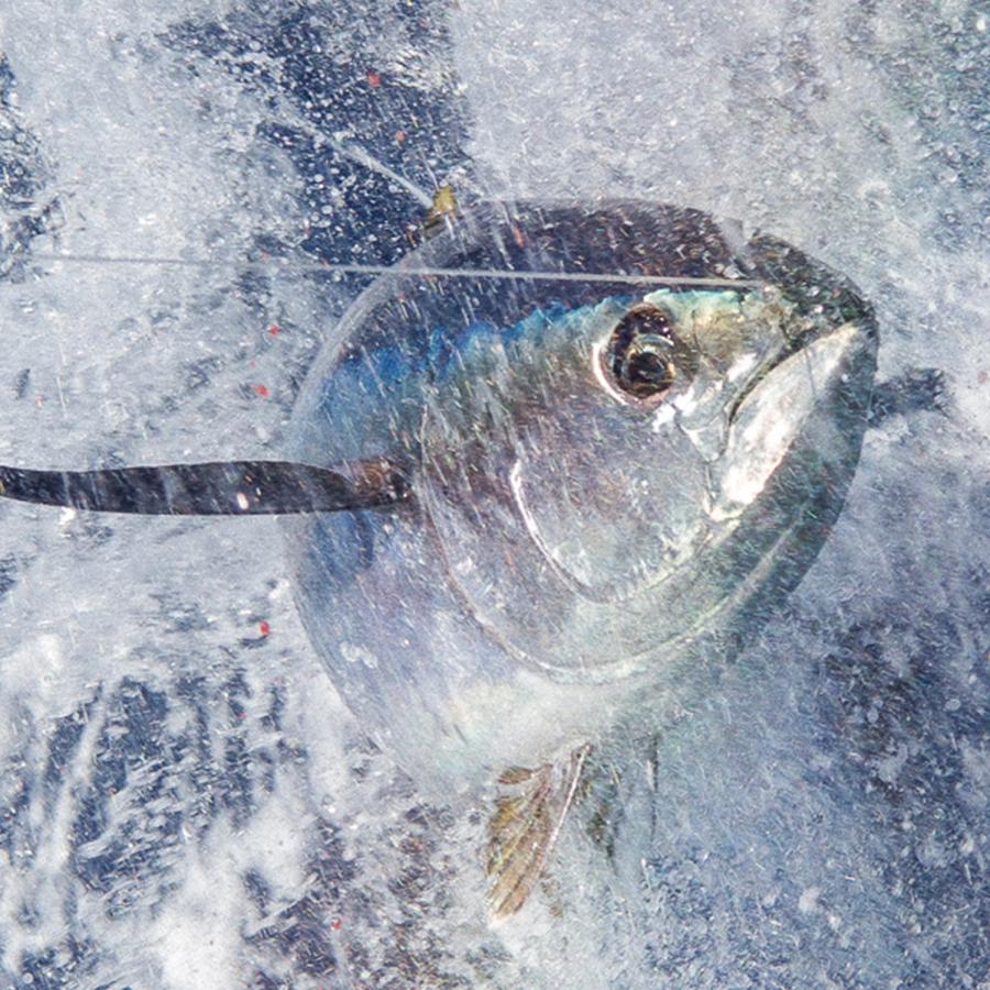 焼津 海の極 国産 マグロ まるごと 一匹 20kg 巨大鮪 マル 冷凍 めばち