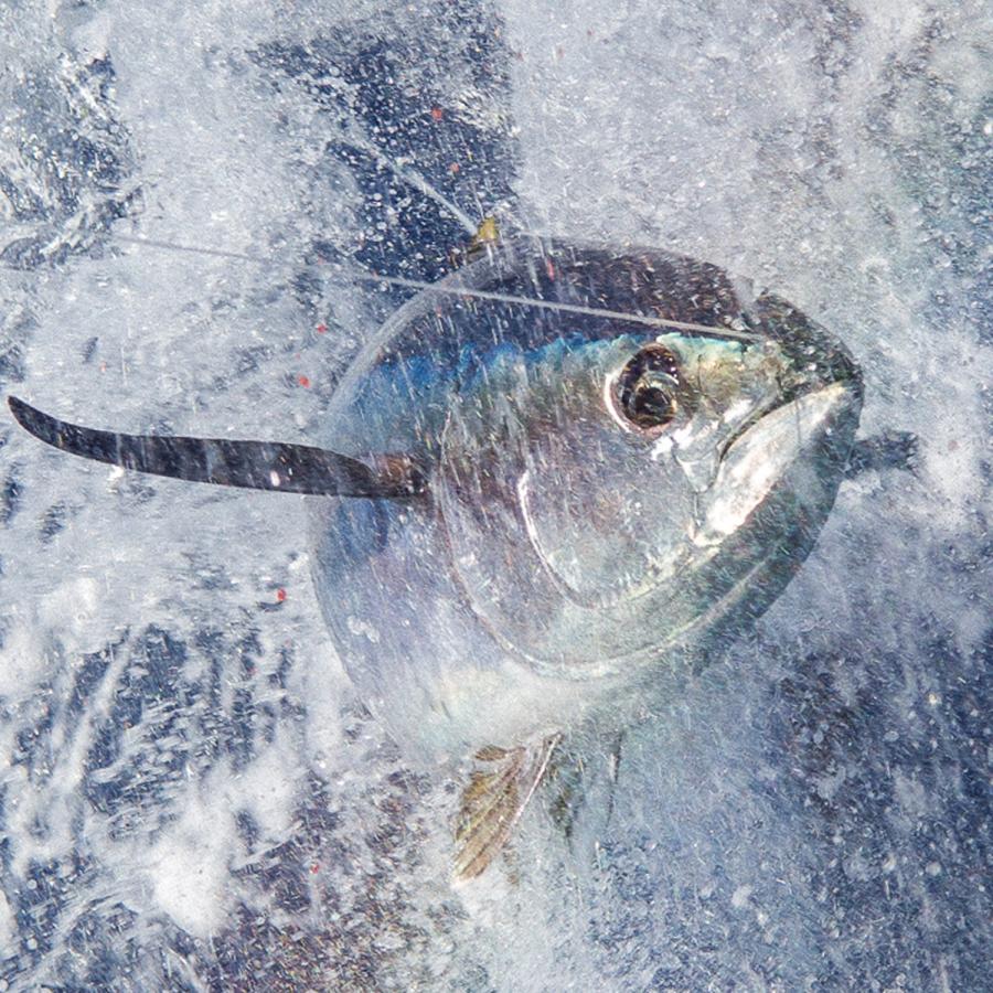 焼津 海の極 国産 マグロ まるごと 一匹 20kg 巨大鮪 マル 冷凍 びん