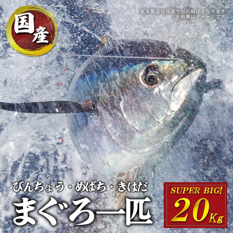 マグロ 一 匹 値段