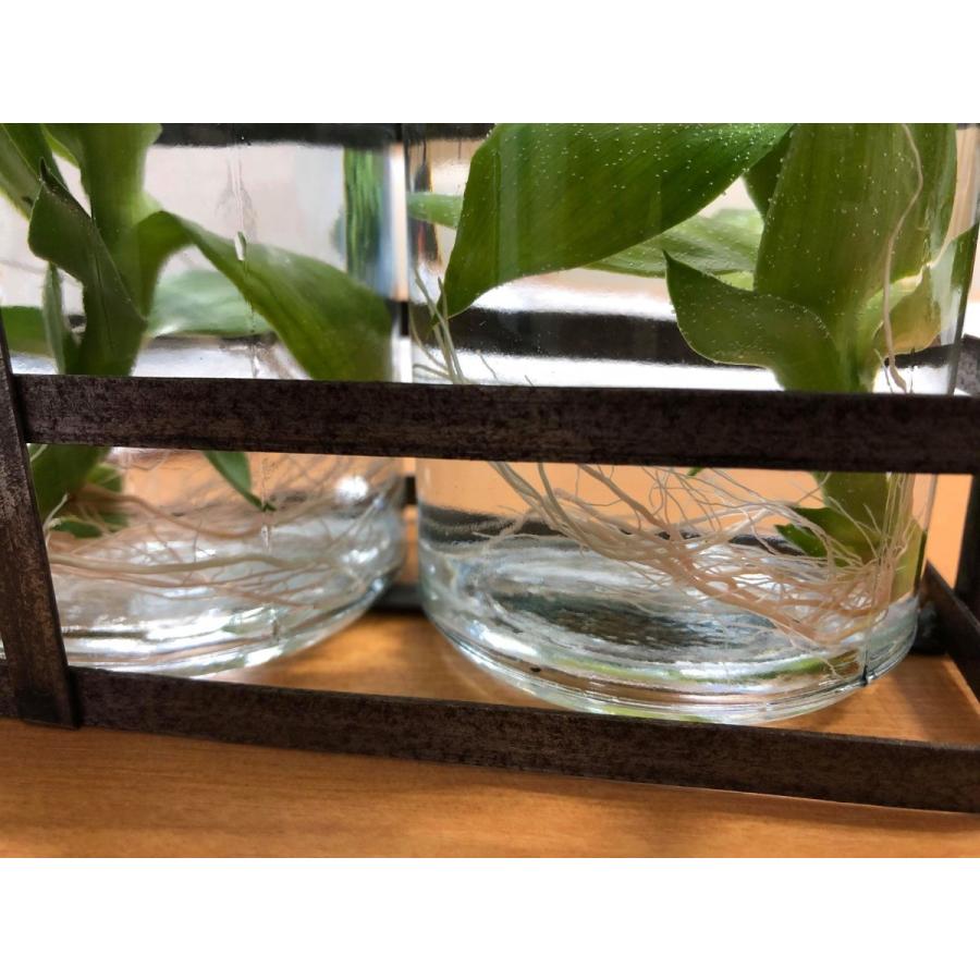 花びん万年竹の葉っぱ栽培用 Mk001 はこにわプレート ヤフー店 通販 Yahoo ショッピング
