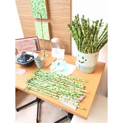 万年竹・開運竹 3本 : はこにわプレート ヤフー店 - 通販 - Yahoo
