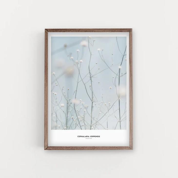 SIMPLISTIC LAYERS | Cephalaria Joppensis plant (APS10) | アートプリント/アートポスター (50x70cm) 北欧 フォトグラフィー