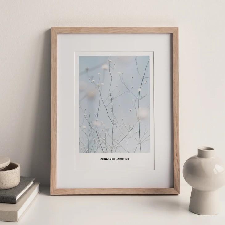 SIMPLISTIC LAYERS | Cephalaria Joppensis plant (APS10) | アートプリント/アートポスター (50x70cm) 北欧 フォトグラフィー_1
