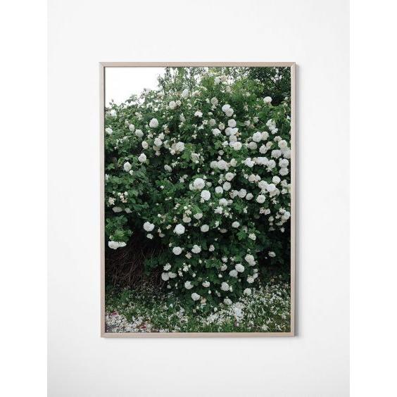 FINE LITTLE DAY | WHITE ROSES POSTER アートプリント/ポスター