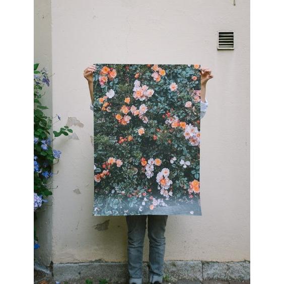Fine Little Day ROSES ポスター 70x100cm FINE LITTLE DAY | RED ROSES POSTER アートプリント/ポスター