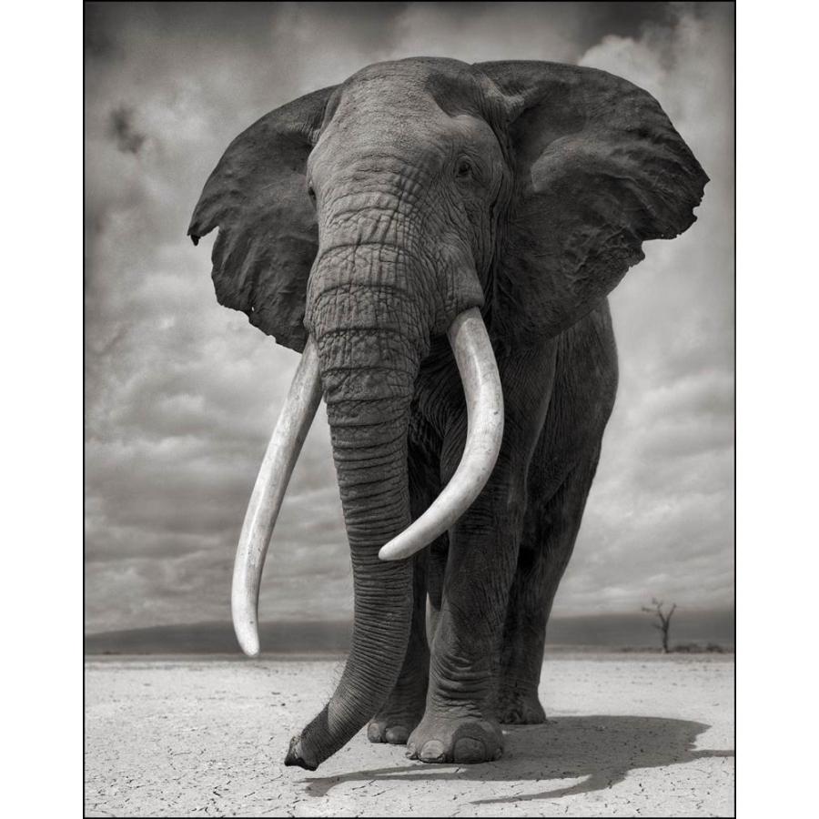 新春セール Across the Ravaged Land[並行輸入品] 【W2356064570】(11870円)