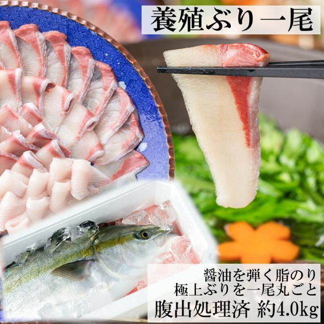 送料無料 ブリ 直営ストア 刺身用 1尾 約4 0kg 腹出し処理済み 鰤 セミドレス 目利き食道 ぶり 嫁ぶり 寒ぶり