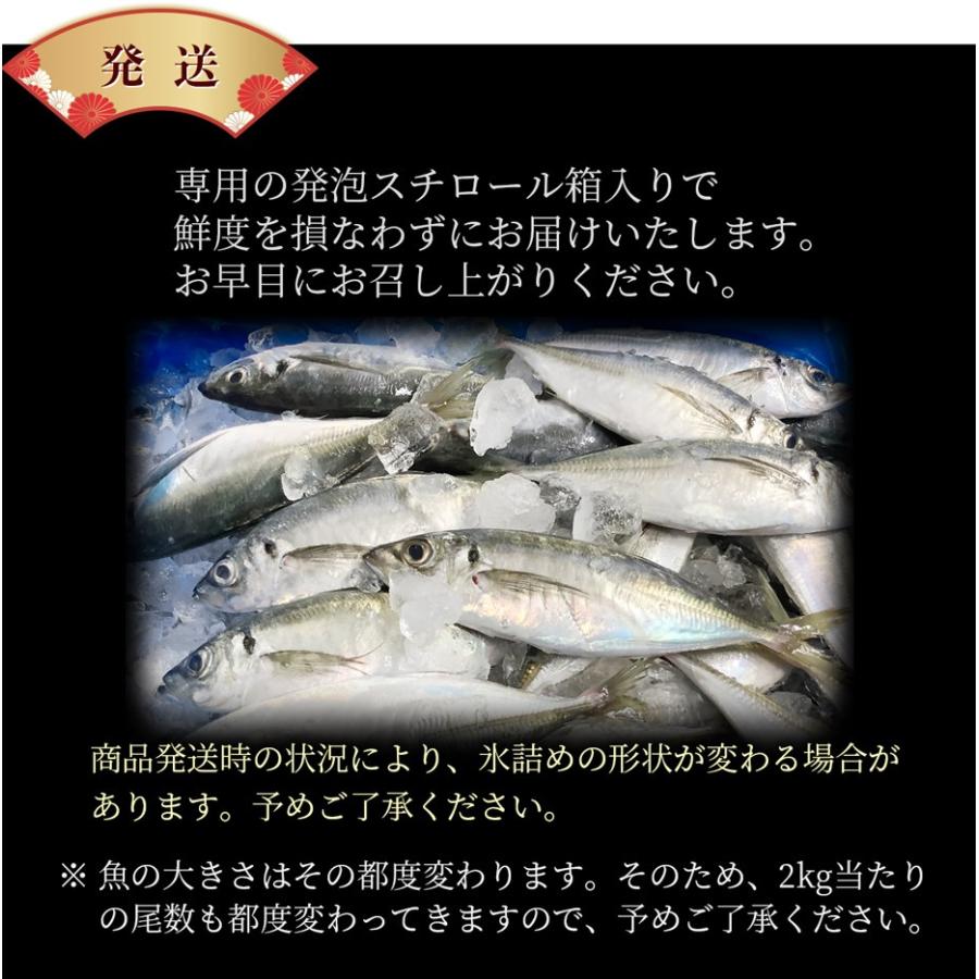 九州産 天然真アジ 2kg 1匹あたり 0g 300g前後 市場直送 天然魚 鮮魚 鯵 刺身 アジフライ 海産物 海鮮 お取り寄せ おつまみ Aji 2k 博多魚匠 通販 Yahoo ショッピング