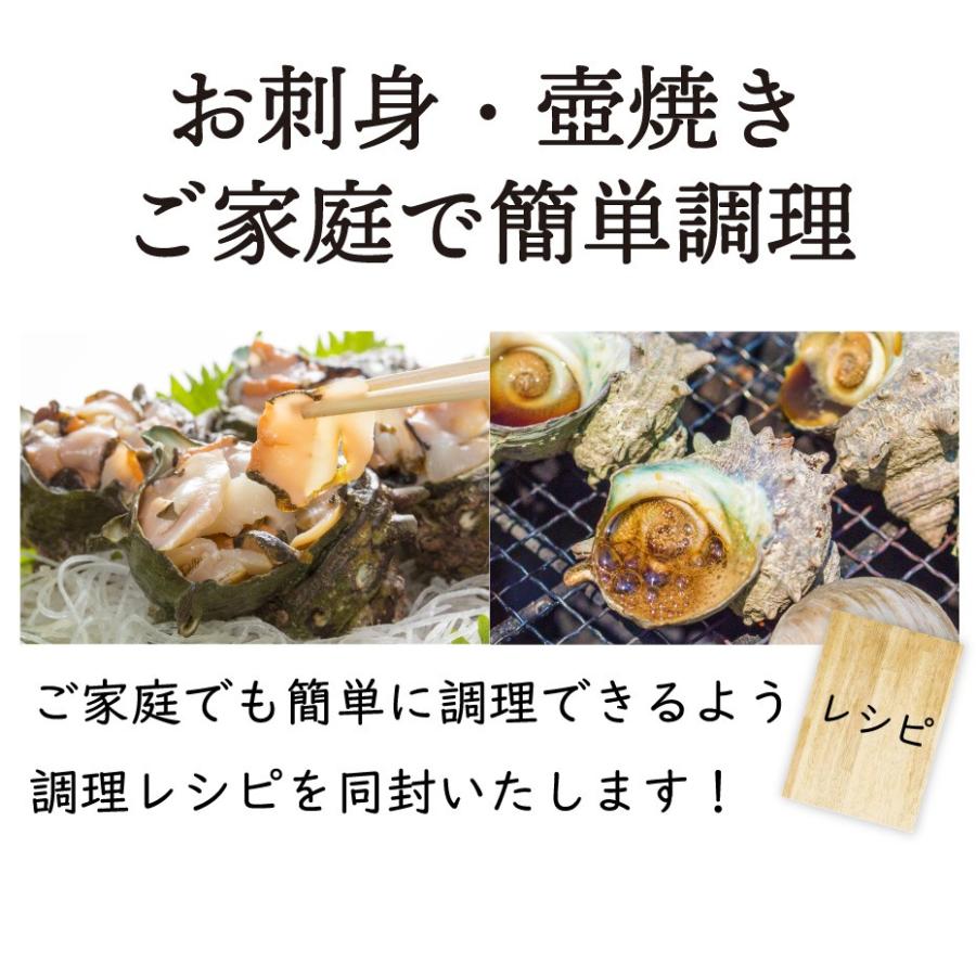 天然 活サザエ 刺身 冷蔵 1kg 8 15個入り 海鮮 お取り寄せグルメ 壱岐 対馬 お土産 ギフト Sazae01 博多魚匠 通販 Yahoo ショッピング