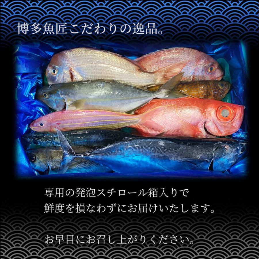 天然魚セット 松 約9種類 10 15人前 博多 福岡 九州 鮮魚 高級魚 海鮮 送料無料 Sengyo01 博多魚匠 通販 Yahoo ショッピング