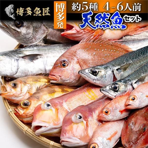 天然魚セット 梅 約5種類 4 6人前 博多 福岡 九州 鮮魚 高級