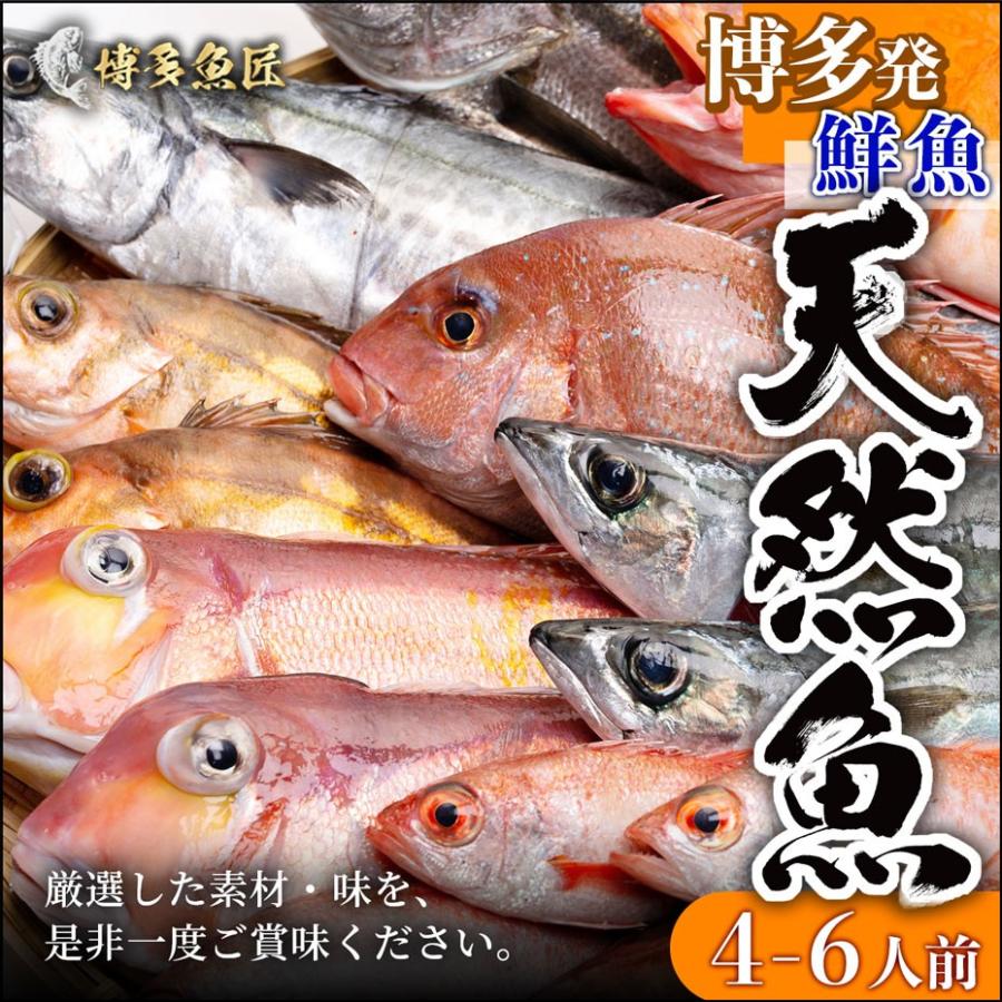 天然魚セット 梅 約5種類 4 6人前 博多 福岡 九州 鮮魚 高級魚 海鮮 送料無料 Sengyo03 博多魚匠 通販 Yahoo ショッピング