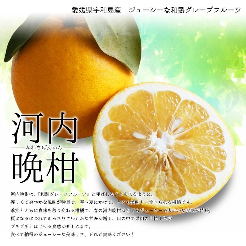 河内晩柑 約2kg みかん 愛媛県 宇和島産 宇和ゴールド かわちばんかん