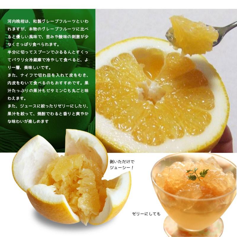 河内晩柑 約4kg みかん 愛媛県 宇和島産 宇和ゴールド かわちばんかん