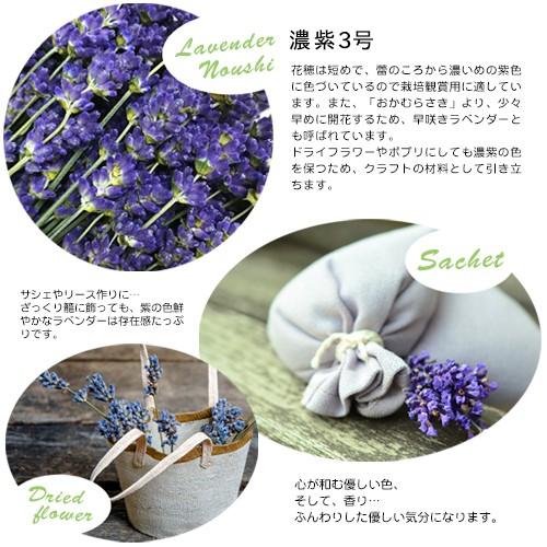 ラベンダー 濃紫3号 150g ドライフラワー 北海道 富良野産 : 発掘商会