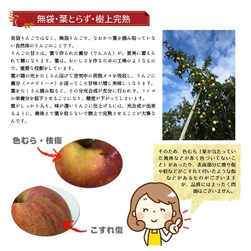 りんご 秋映 約3kg 2025年収穫 信州 長野県産 期間限定 あきばえ