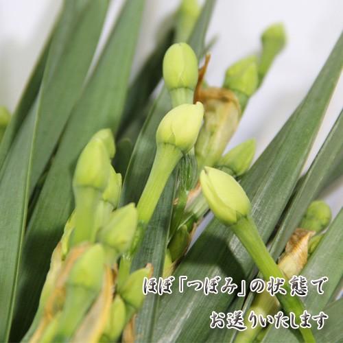 水仙 切花 50本 約35cm 55cm 越前福井県産 期間限定 出荷日固定 Suisen 50 発掘商会 通販 Yahoo ショッピング