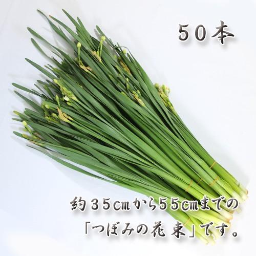 水仙 切花 50本 約35cm 55cm 越前福井県産 期間限定 出荷日固定 Suisen 50 発掘商会 通販 Yahoo ショッピング