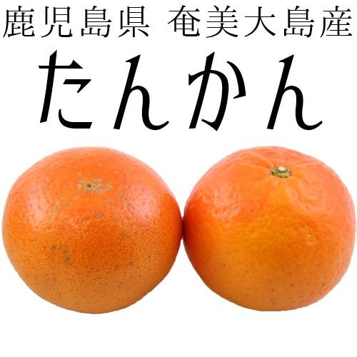 たんかん 約4kg みかん 鹿児島県 奄美大島産 数量限定 : 発掘商会