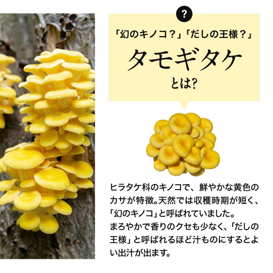 タモギタケ パウダー 100g 国産 100% タモギタケ粉末 たもぎ茸 タモギタケ パウダー 100g 国産 100% タモギタケ粉末 たもぎ茸