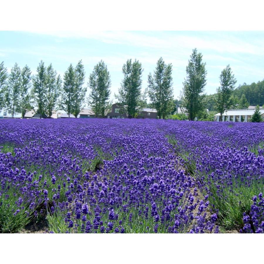 ラベンダー 精油 100 スプレー 北海道 富良野 ラベンダー ピュア オイル 10ml エッセンシャルオイル ラベンダー アロマ 香水 オーガニック メール便 送料無料 Rabe 1p 函館えさん昆布の会 通販 Yahoo ショッピング